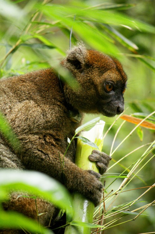 lemur, nature, wildlife, snack, madagascar