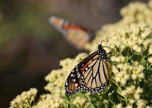 monarch, butterfly, migration, florida, nature