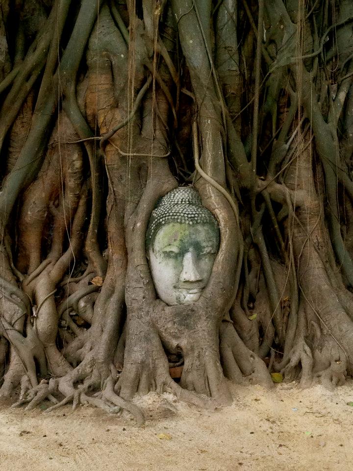 buddha, india, travel